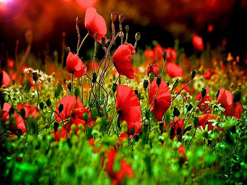 red poppies and the setting sun, poppies, and, setting, red, the, sun HD wallpaper