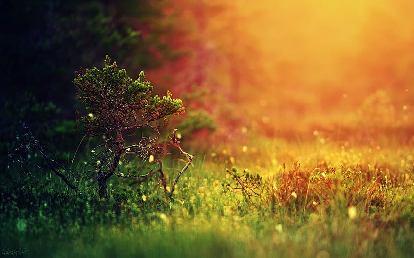 landscape, Depth Of Field, Grass, Blurred, Nature, Trees, Colorful, Simple Background / and Mobile Background HD wallpaper