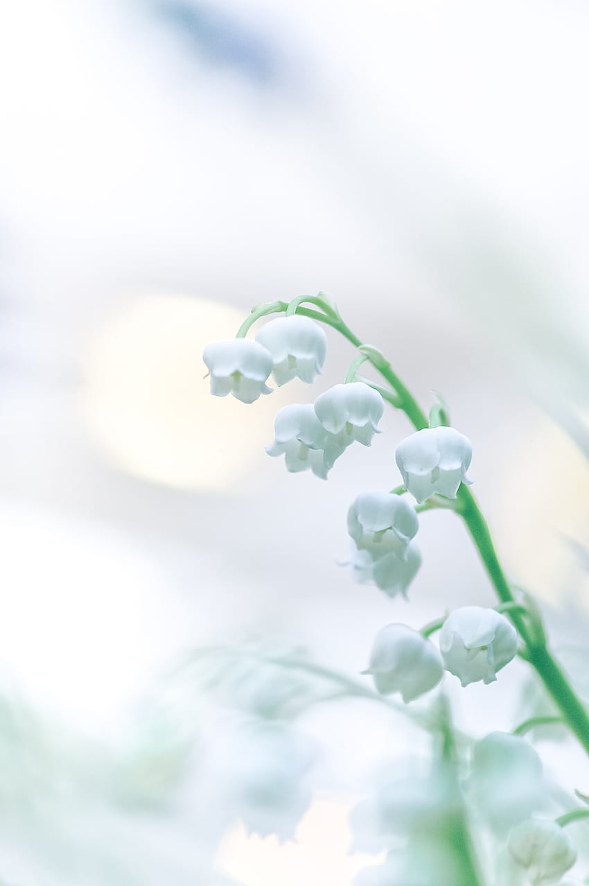 Lily Of The Valley HD phone wallpaper | Pxfuel