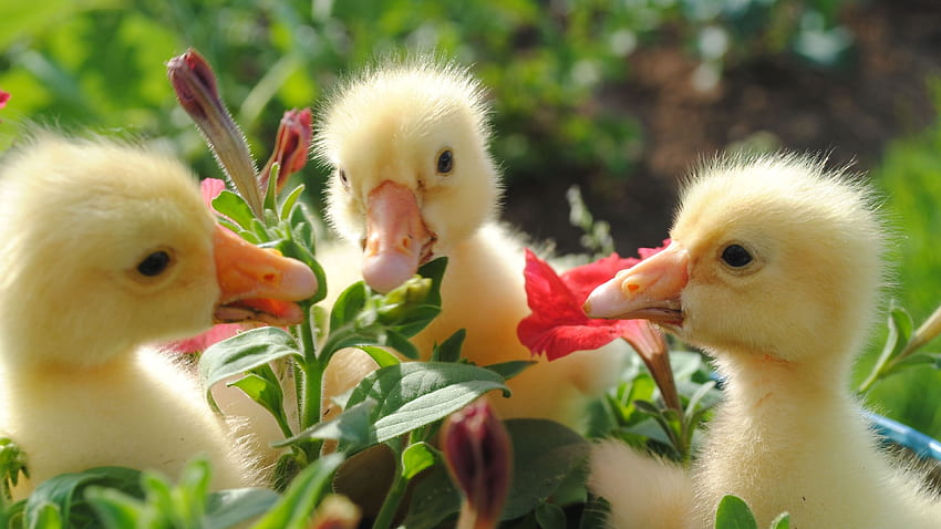 Ultra ducks, flowers, food, bill Ultra Background - , Ultra . Cute animals, Animals beautiful, Baby ducks HD wallpaper