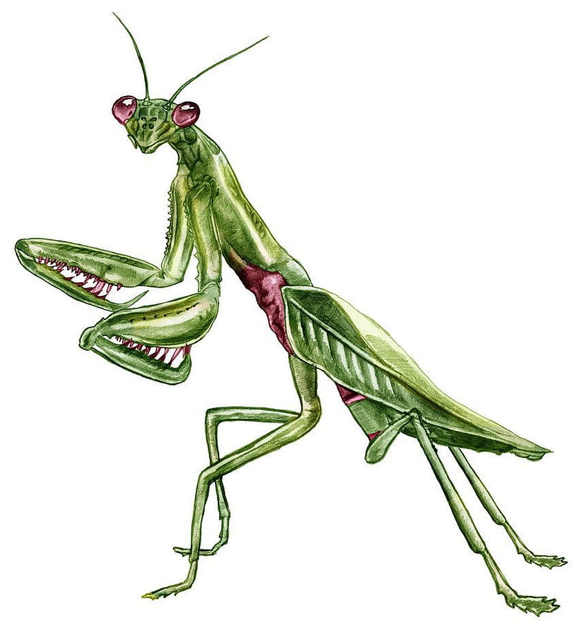 50 Praying Mantis Tattoo Designs For Men  Insect Ink Ideas