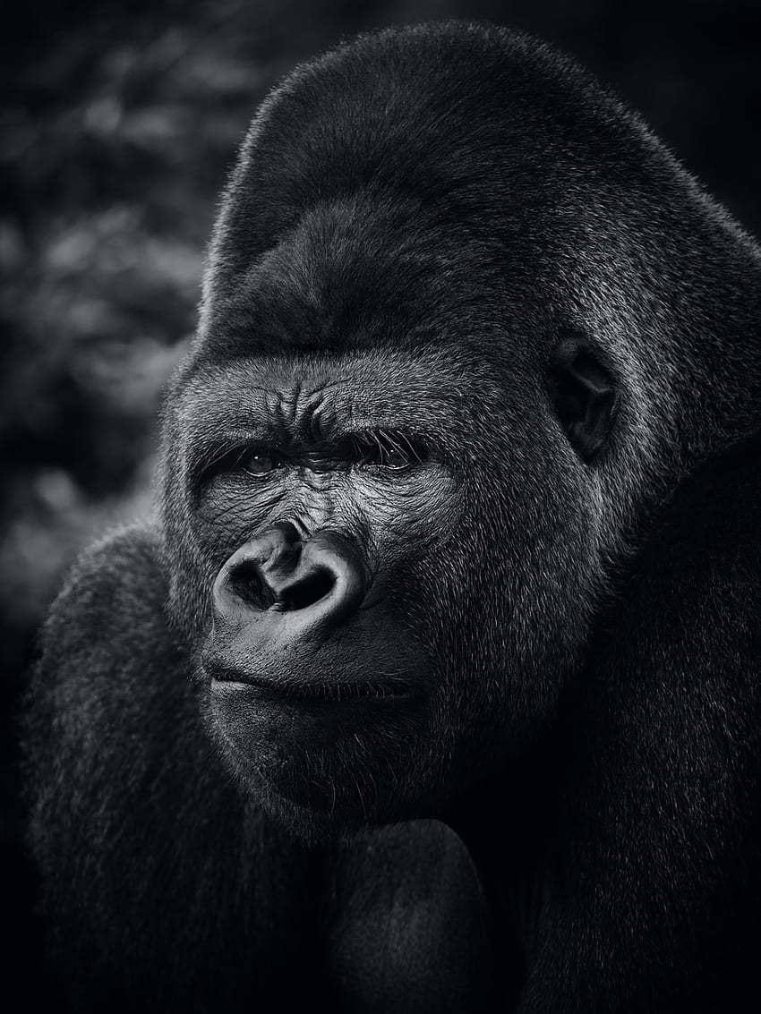 Gorille, Gorille Mignon Fond d'écran de téléphone HD