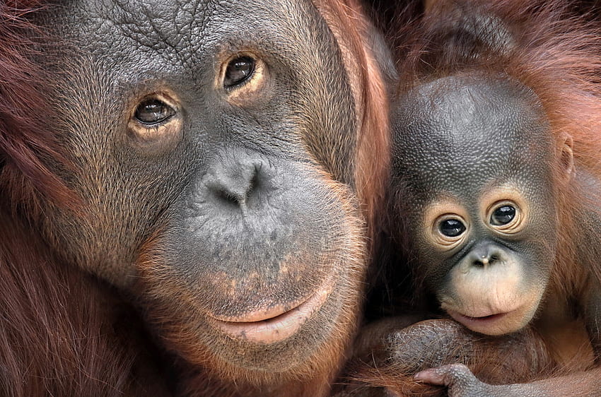 Małe zwierzę małpa orangutan naczelny - rozdzielczość: Tapeta HD