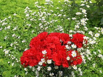 Red Flowers Carnations Three 3 Closeup Black backgrounds, red carnation