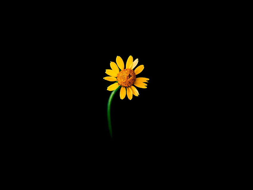 Sunflower , Lonely, Black background, , Flowers, Black Alone HD wallpaper