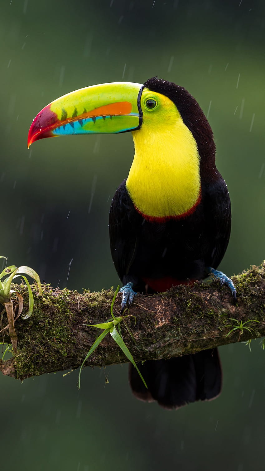toucan, burung, cabang, warna-warni, eksotis q samsung galaxy s6, s7, tepi, catatan, latar belakang lg g4 wallpaper ponsel HD