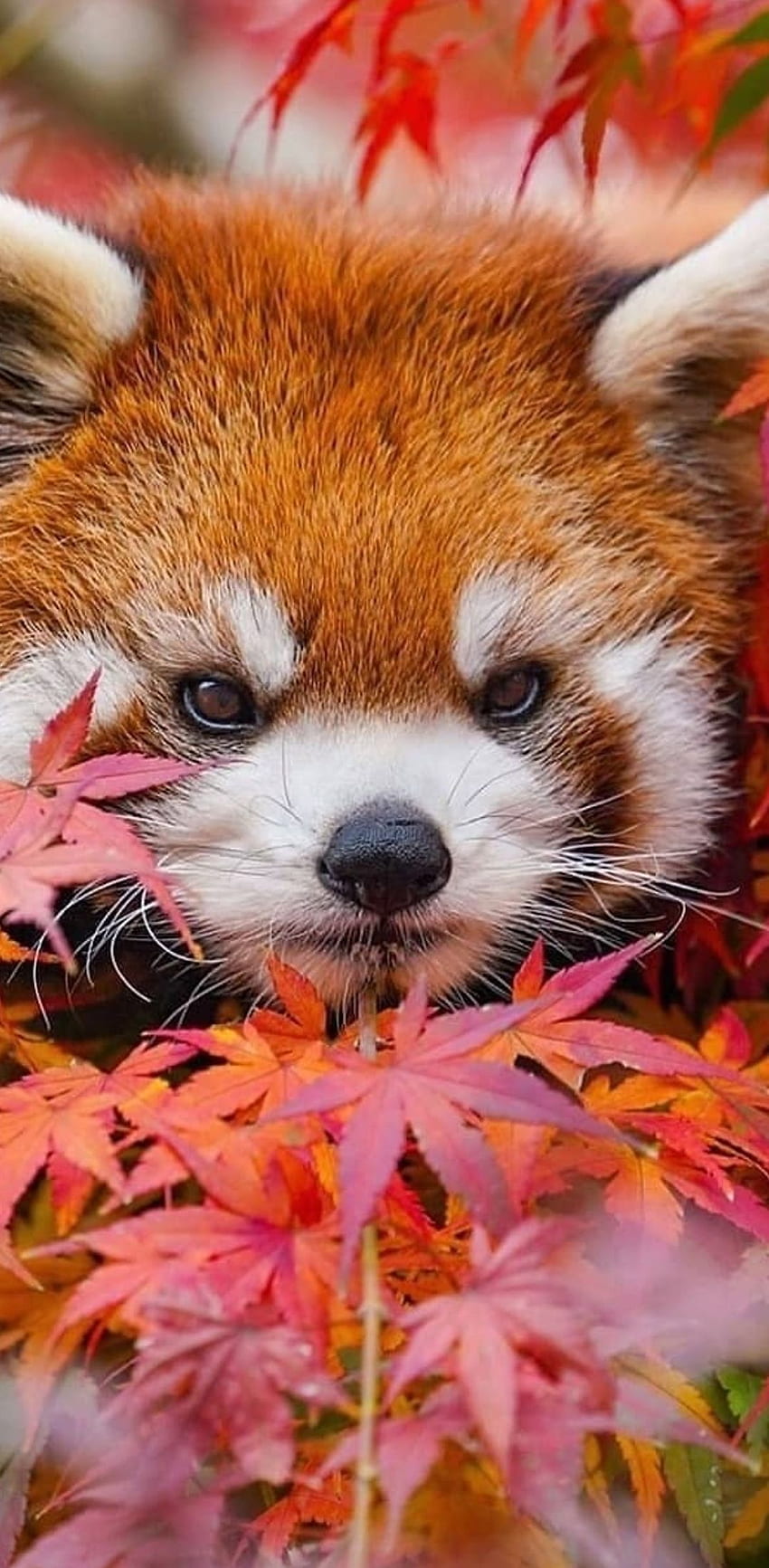 TELÉFONO. LINDO. ANIMALES. PANDA ROJO. en 2021. Animales lindos, Panda rojo lindo, Panda rojo, Panda rojo Kawaii fondo de pantalla del teléfono