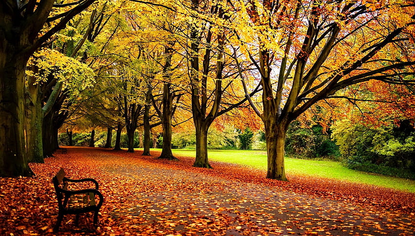 Park jesienią, ławka, upadek, piękny, samotny, spacer, park, liście, odpoczynek, drzewa, jesień, liście Tapeta HD