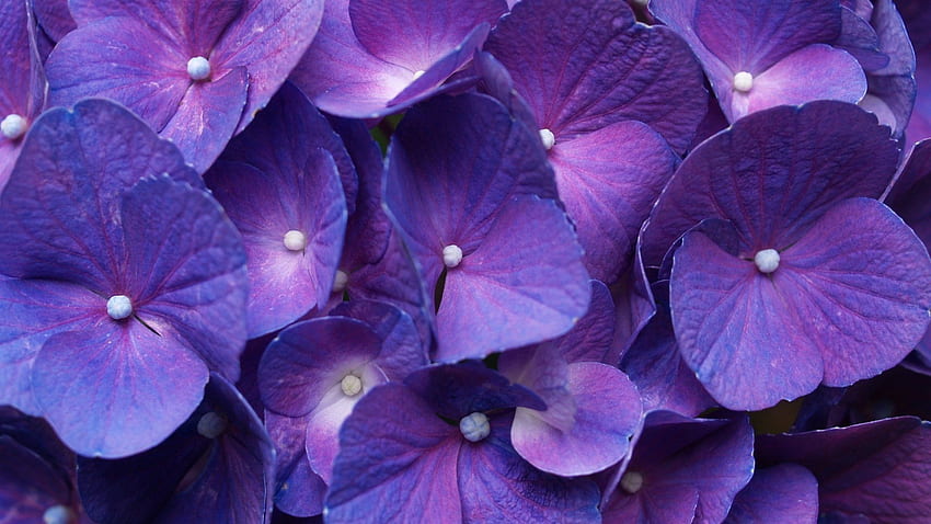 Purple Hydrangea Flowers . PNG Transparent best stock HD wallpaper