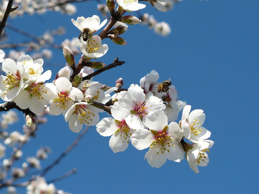 Flores, Céu, Abelhas, Ramos, Bloom, Floração, Primavera, Polinização papel de parede HD