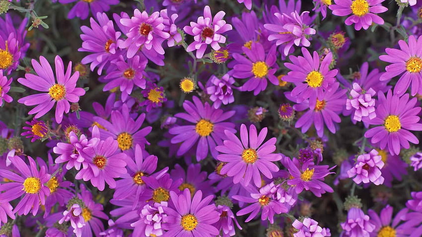 flores, lila, pétalos, primer plano, púrpura, polen fondo de pantalla