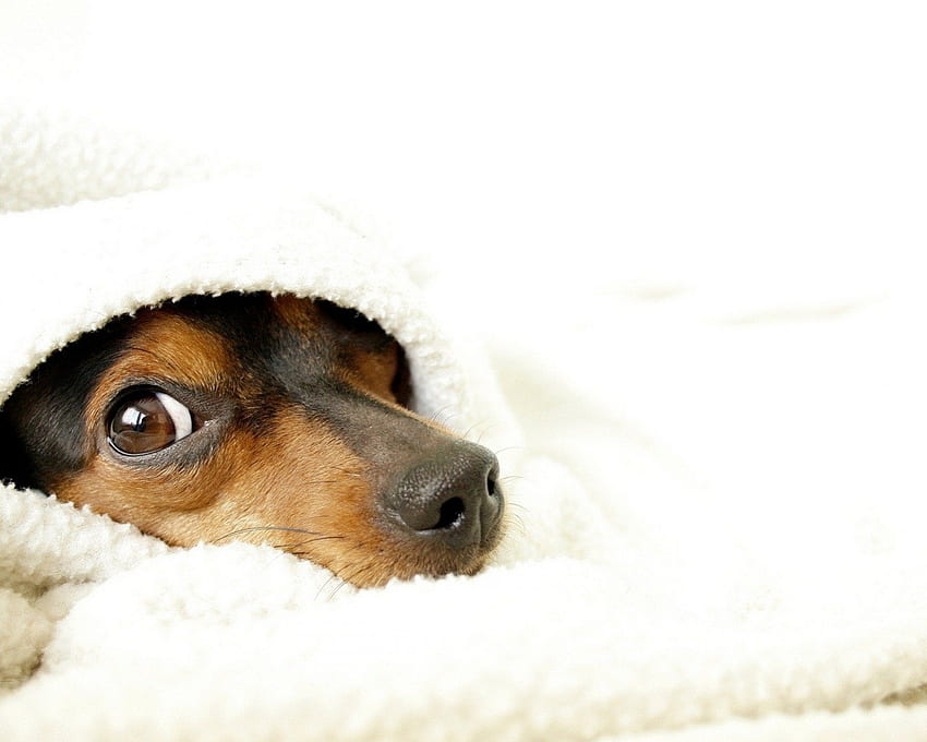 I'm not home!, dog, animal, white, black, bath, cute, funny, eye, curious HD wallpaper
