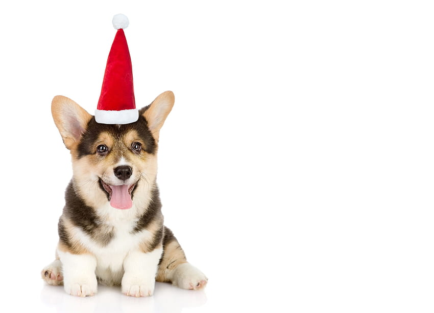 Waiting for Santa, dog, animal, white, craciun, cute, puppy, christmas, red, card, santa, hat, caine HD wallpaper