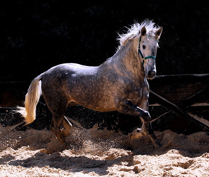 gris moteado, caballo, galopando, semental, belleza fondo de pantalla