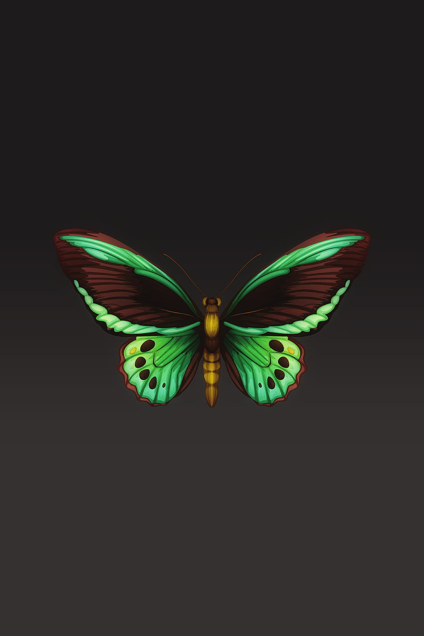 패턴, 미니멀리즘, 곤충, 나비, 날개 HD 전화 배경 화면