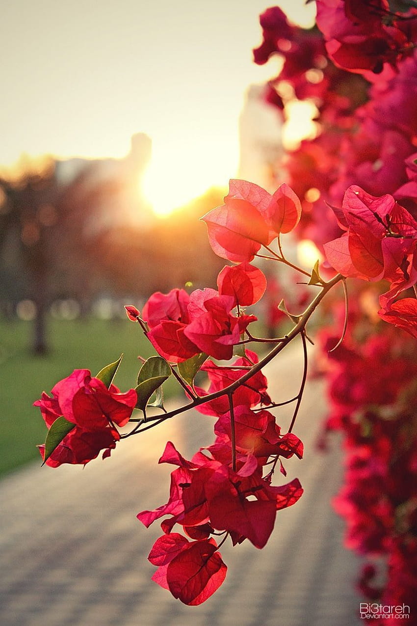 bougainvillea. Beautiful flowers , Nature background iphone, Pretty, Bougainvellia HD phone wallpaper