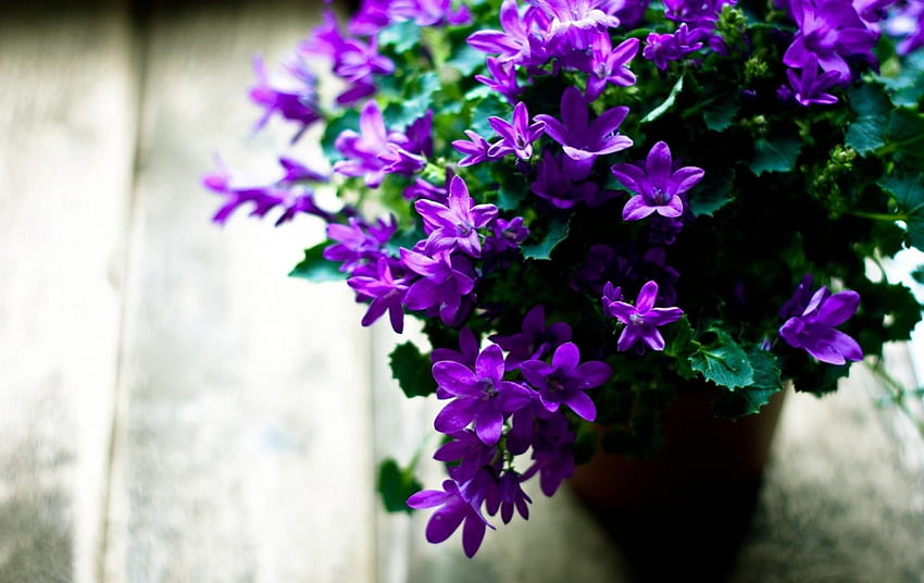 Flores, folhas, violeta, flor, floração, sair, pote, potes papel de parede HD