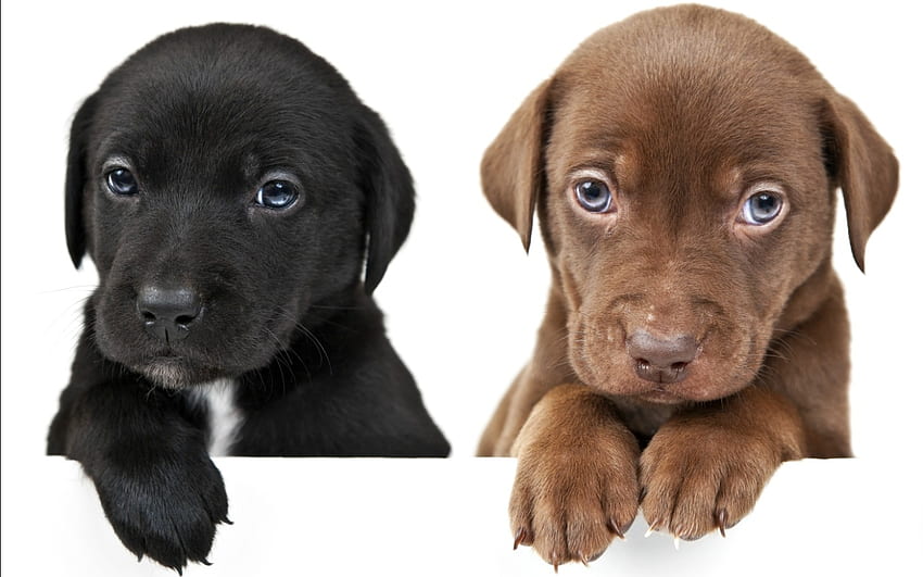 Puppies, animal, dog, puppy, black, brown, cute, paw, caine HD wallpaper