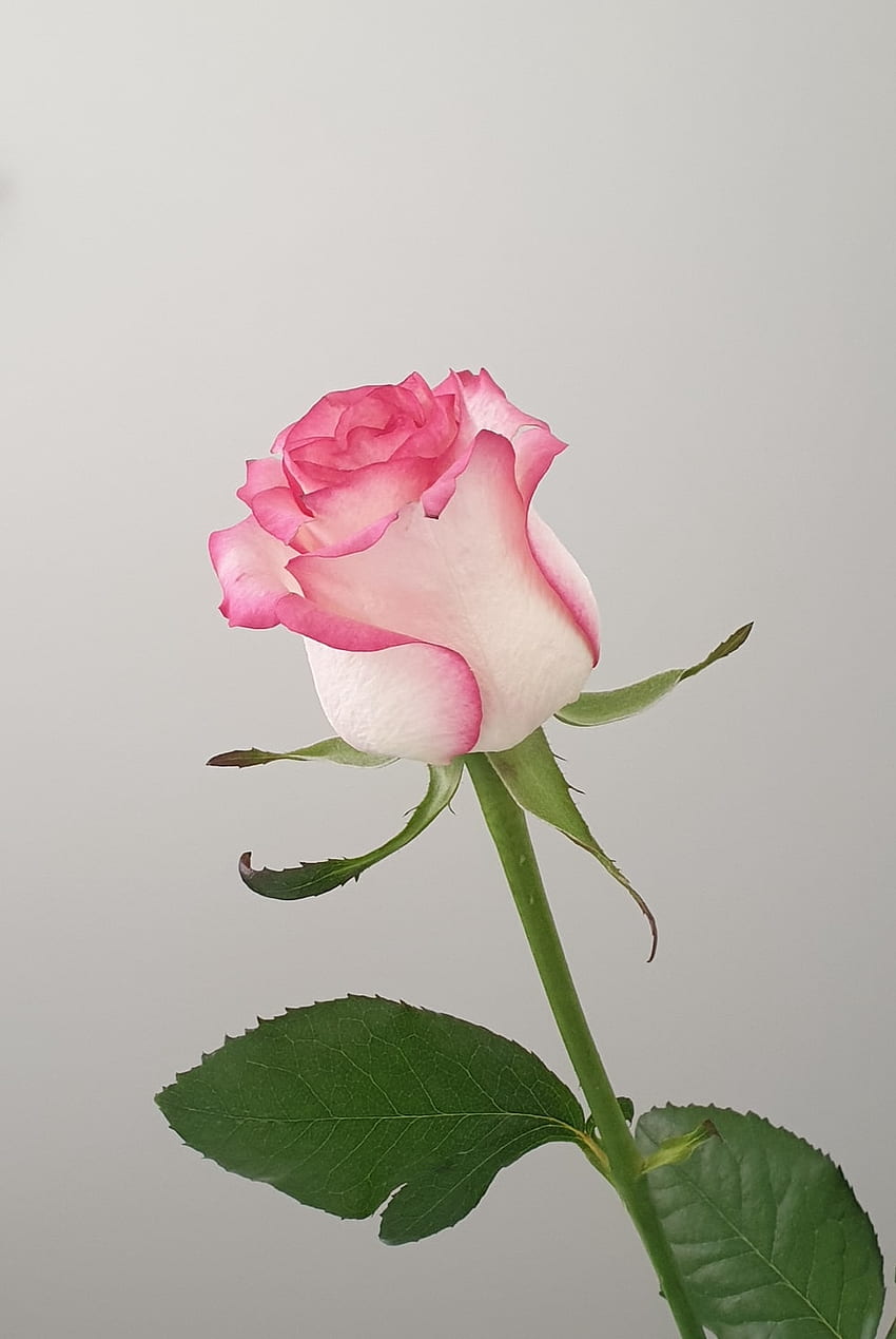Pink Rose []. & Stock on Unsplash, Beautiful Pink Roses HD phone wallpaper