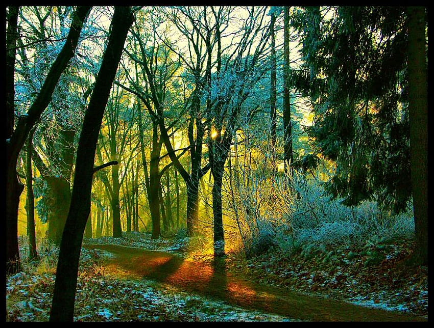 Morning in the Woods, mystic, awesome, colors, nice, background, scenery, bright, trees, calm, sunshine, woods, panorama, multicolor, shadows, dawn, leaves, light, green, computer, nature, trunks, paisage, sunny, black, graphy, morning, gift, gold, land, beauty, mist, day, roots, brilliant, , paysage, scene, path, afternoon, carpet, landscapes, pink, yellow, brightness, lightness, , cena, pc, sunbeams, spring, trail, magical, scenario, dreams, maroon, beije, hot, cold, forests, cenario, view, leaf, , grove, colorful, natural, high definition, , colours, early, brown, autumn, , amazing, trial, golden, pathway, magic, beautiful, orange, seasons, , way, multi-coloured, sunrays, hop, red, cool, branches, paisagem, sky, evening HD wallpaper