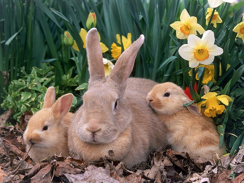 Семейна колекция Великденски зайци - Чехия - -, Великденски зайци HD тапет