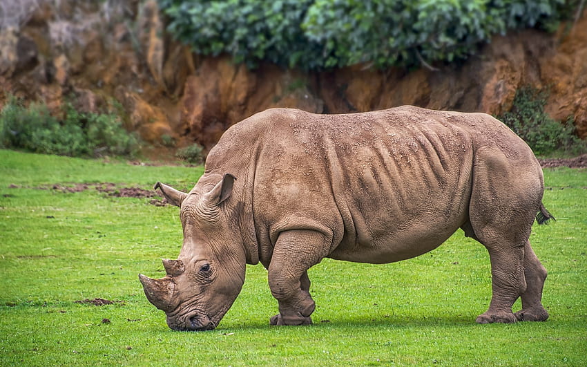 1179x2556px, 1080P Free download | Rhino, animal, brown, large HD ...