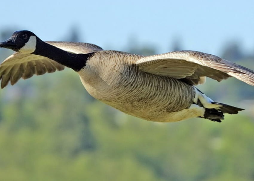 canada goose flight, flying, goose, bird HD wallpaper