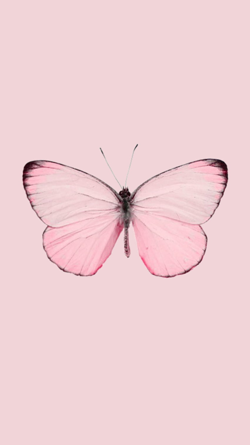 Lockscreen tumblr, random -, Aesthetic Butterflies HD phone wallpaper |  Pxfuel