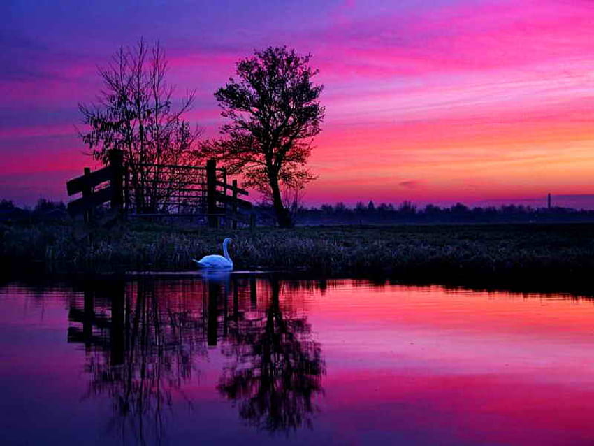 Lonely swan in lake at sunset, peaceful, reflection, trees, water, calm, sunset, bird, sundown, beautiful, lake, purple, pink, mirrored, red, clouds, nature, sky, swan HD wallpaper