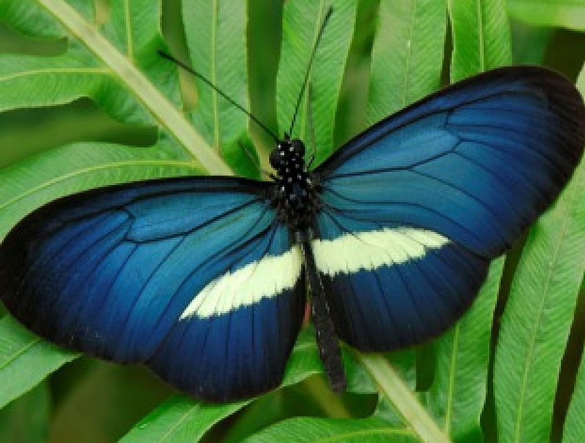 Motyl, skrzydła, delikatny, kolor, ładny Tapeta HD