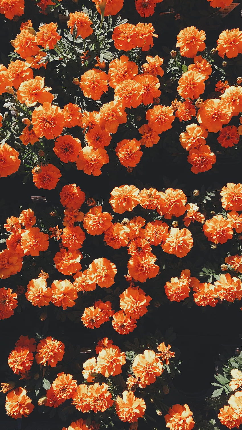 オレンジ色のマリーゴールドの花、花、ポートレート表示、ブラッド オレンジ HD電話の壁紙