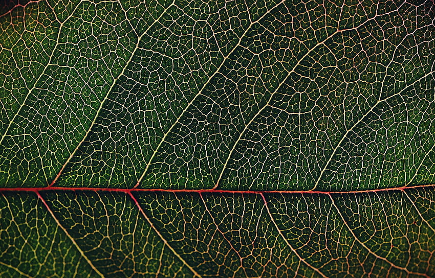 Veins, leaf, macro, close up HD wallpaper