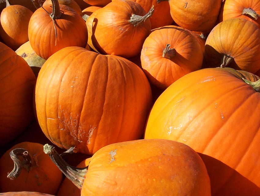 Haufen Kürbisse, Kürbisse, Halloween, Schachtel, Herbst, reif, orange HD-Hintergrundbild