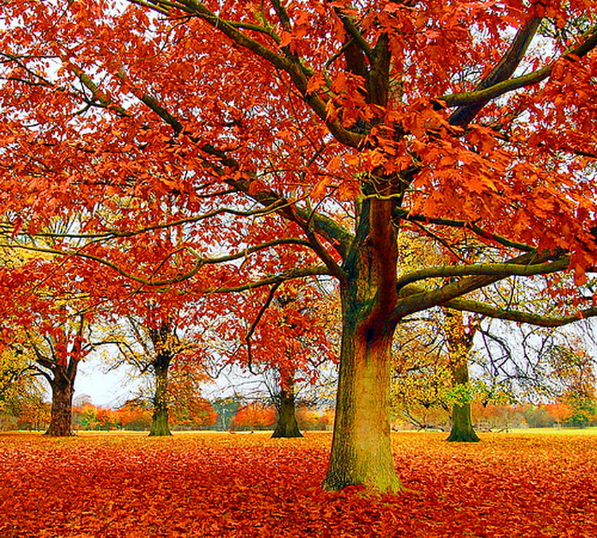 Есенен пламък, цвят, червено, дървета, есен, килим от листа, оранжево, злато HD тапет