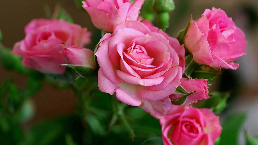 ดอกไม้ ดอกกุหลาบ สีชมพู ช่อดอกไม้ วอลล์เปเปอร์ HD