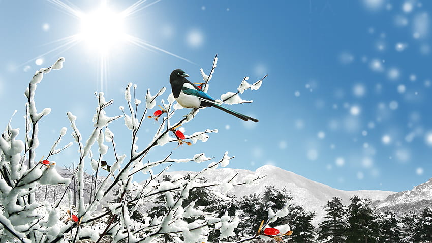 화창한 겨울날, 겨울, 새, 파이어폭스 페르소나, 눈, 하늘, 산, 태양, 숲 HD 월페이퍼