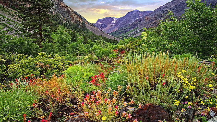 Summer Wildflowers in Lundy Canyon, High Sierras, California, plants, clouds, landscape, trees, sky, flowers, mountains, usa HD wallpaper
