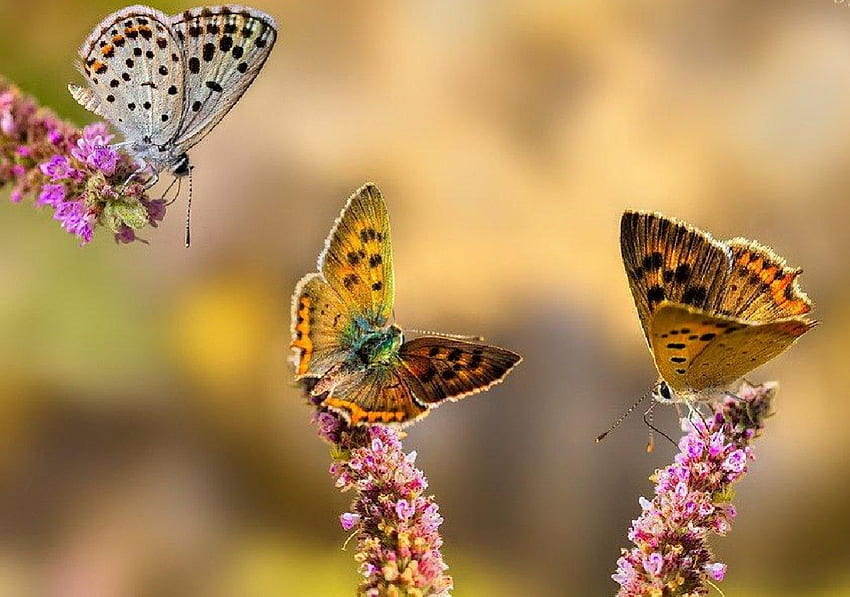 Butterfly season, friendship, season, butterfly, animals HD wallpaper