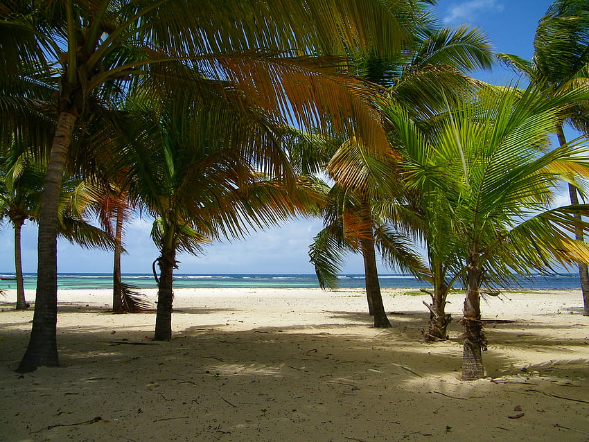 desirade, niebieski, piasek, plaże, niebo, przyroda, kokos, woda, drzewo Tapeta HD