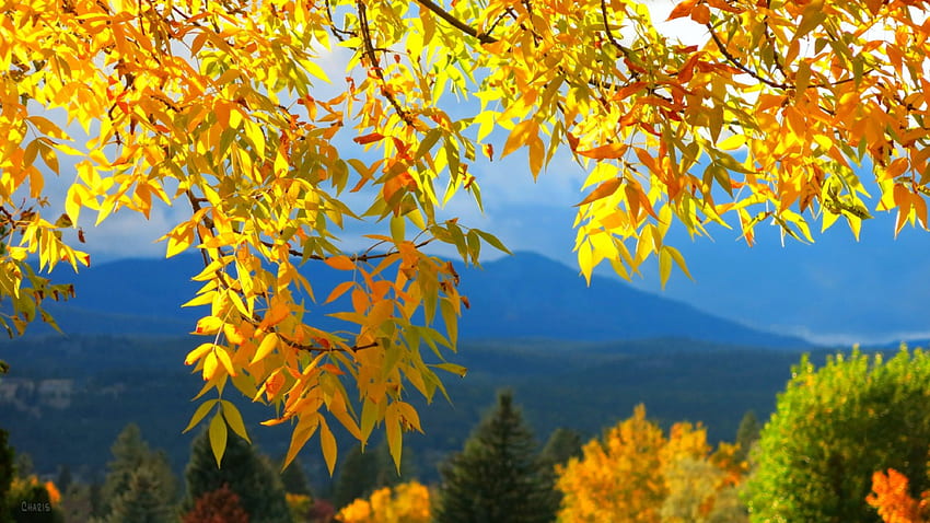 Златни есенни клони, златни, хълмове, есен, красива, планина, листа, красиви, клони, дървета, гледка, есен, природа, небе, прекрасен HD тапет