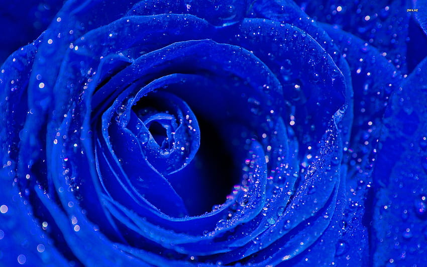 Blue Roses, Pink and Blue Flowers HD wallpaper | Pxfuel