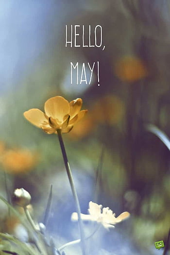 Banner Hello May. Picture with Flowers. Text on a Background of Flowers. Hi  Spring. Cherry Blossoms. Pink Flowers. Background of Stock Photo - Image of  bush, bushes: 178823032