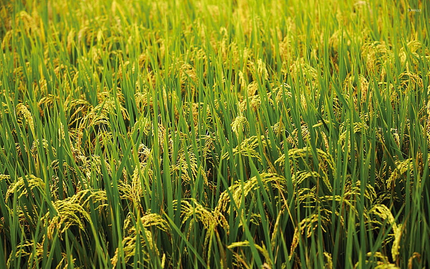 High Resolution Rice Field, Paddy Field HD wallpaper