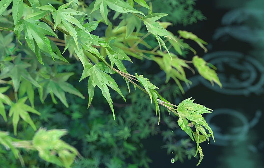leaves, Kotonoha no Niwa, The garden of words, Makoto Xingkai for , section природа HD wallpaper