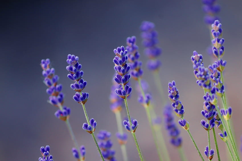Lavender, small flowers, portrait HD wallpaper