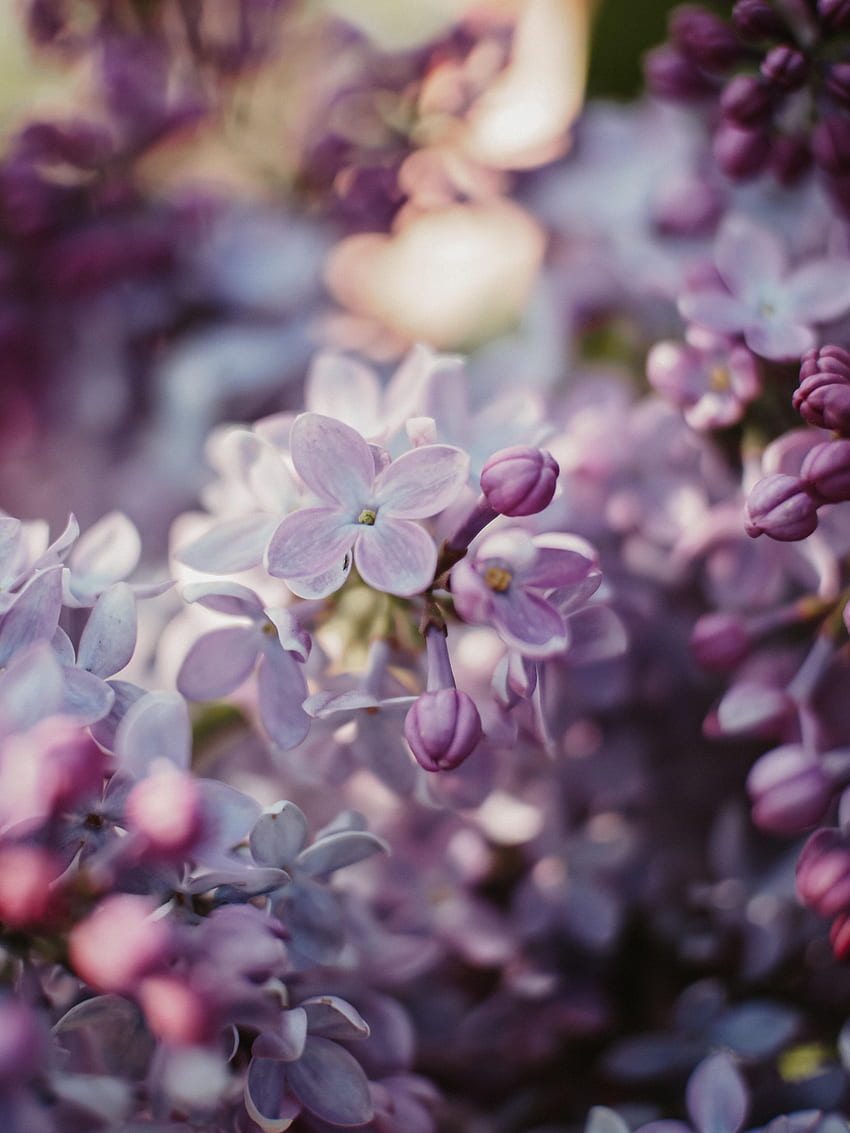 Flowers, Lilac, Bush, Bloom, Flowering HD phone wallpaper