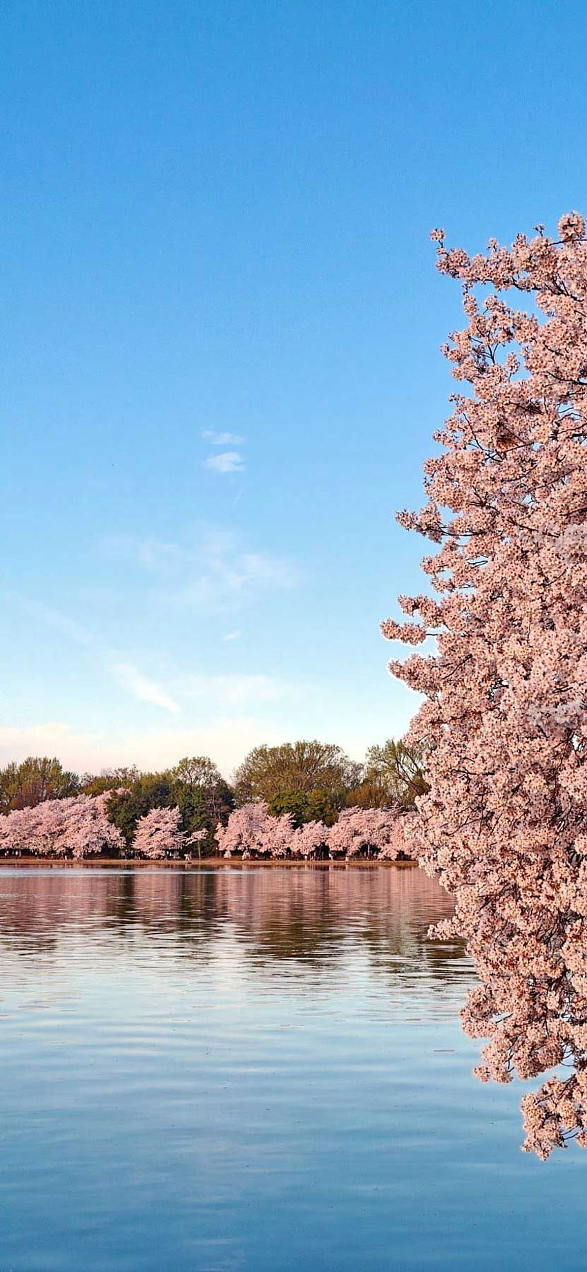 Washington DC flor de cerejeira iPhone Pro Ma. Iphone flor de cerejeira, flor de cerejeira, grafia Papel de parede de celular HD