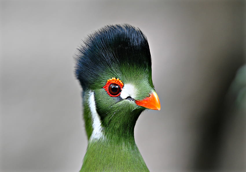 Turaco, pájaro, verde, pasare, lindo, divertido, naranja fondo de pantalla