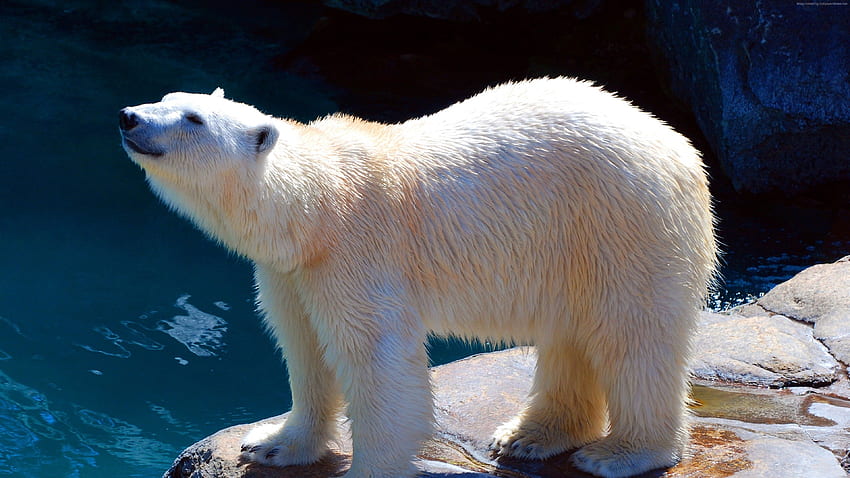 polar bear, cute animals, , Animals. Polar bear, Polar bear zoo, Bear stuffed animal HD wallpaper