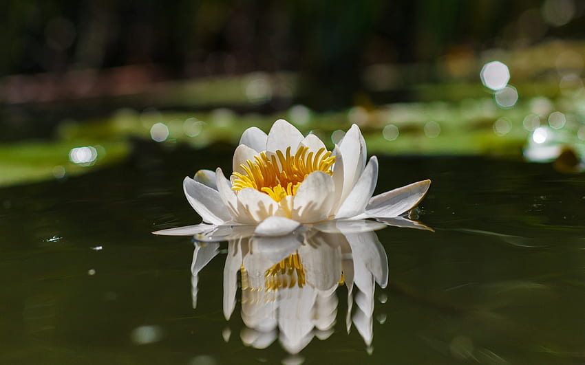 Lotusblume, Natur, Wasser, Blume, Lotus HD-Hintergrundbild